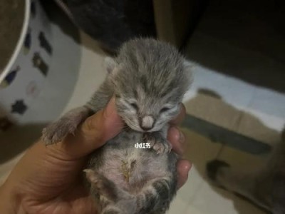 猫咪生产中的间隔期是多久？（了解猫咪的繁殖周期与注意事项）
