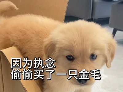 金毛幼犬为什么会吐水？（探究金毛幼犬喜欢吐水的原因及应对方法）