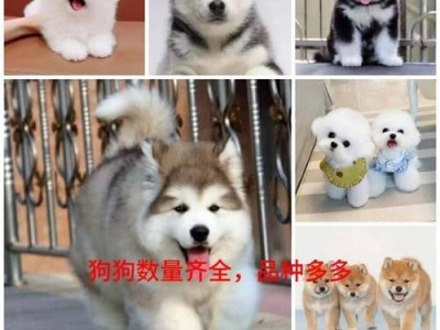 纯种博美与串串博美——如何区分？（探索博美犬纯度，揭开真相）