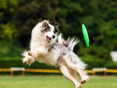 以飞盘犬为主的犬类运动新宠（聪明活泼的边境牧羊犬成为飞盘犬的首选）
