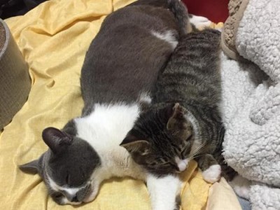 小猫为何会袭击主人？（了解小猫攻击行为的原因及预防方法）