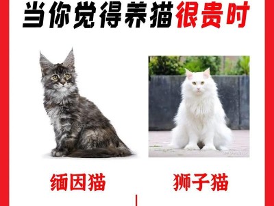养猫一月的花费及注意事项（详细分析猫咪饲养费用，为它们提供良好生活）