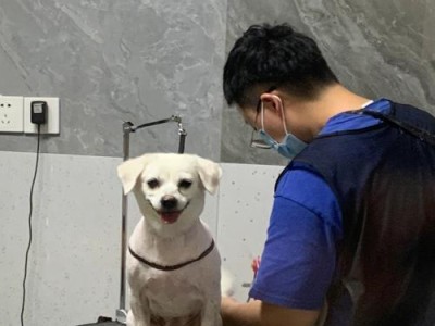 养小狗的准备工作（为了给小狗一个健康快乐的成长环境，你需要做好以下准备工作）
