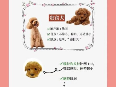 泰迪幼犬洗澡的时机及注意事项（掌握合适的洗澡频率，让泰迪宝宝健康洁净）