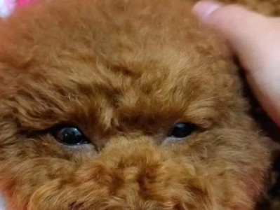 为什么我家狗狗不长个？（探索狗狗生长发育的原因及解决方法）