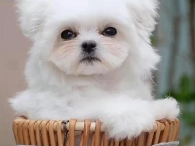 农村最受欢迎的优秀猎犬品种盘点（探索农村猎犬世界，发现最佳猎犬伴侣）