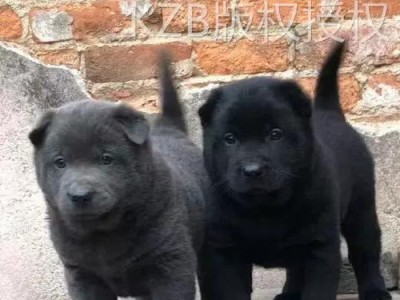 揭秘“虎斑犬”少人养的六大原因（狩猎能力再强，也躲不过的难题）