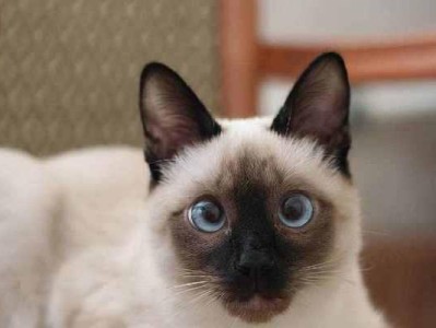 选择宠物猫的四种省钱养法（揭秘宠物店老板不会告诉你的省钱养猫方法）