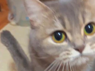 小猫咬咬乐（以小猫见什么都想咬为主题的探索之旅）