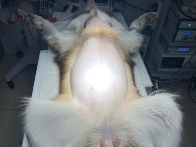 母猫生产前的出血情况（了解母猫生产前的出血现象及其相关注意事项）