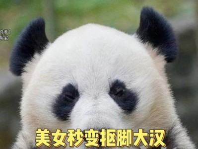 熊猫蝶的饲养方法详解（了解熊猫蝶，从饲养开始）