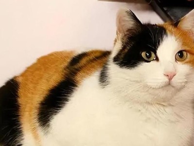 盘点这八种罕见的猫品种（探秘猫界的稀有珍品，你见过几种？）