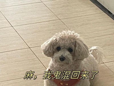 以麻狗为主题的特点与饲养知识（探索麻狗的历史渊源及养护技巧）