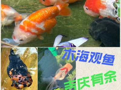 以金鱼可以喂些什么活体？（金鱼饲养之活体饲料选择与注意事项）