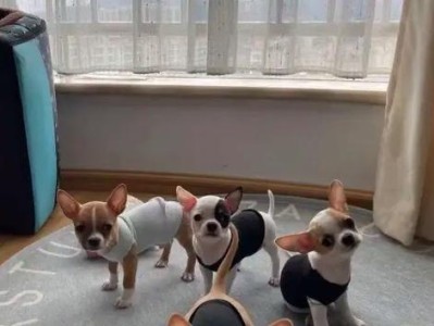 养一只吉娃娃的月度开销（了解吉娃娃的养育成本及必备物品）