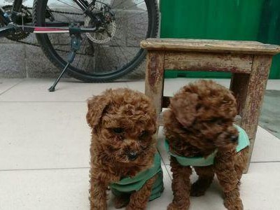 如何分辨泰迪犬的纯度高低（揭秘泰迪犬纯种标准及识别方法）