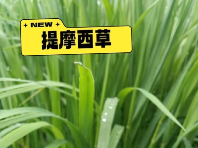 揭秘神奇的提摩西草（以提摩西草为主题的全面解析，探索其草药特性与医疗应用）