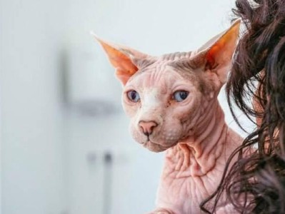 斯芬克斯猫的饲养指南（掌握这些方法，让你的斯芬克斯猫健康快乐）