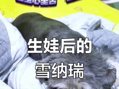 雪纳瑞断尾时间探究（雪纳瑞断尾的最佳时机与注意事项）