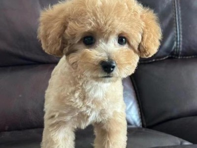 纯种泰迪犬的特征与魅力（探寻纯种泰迪犬的外貌、性格和养护之道）