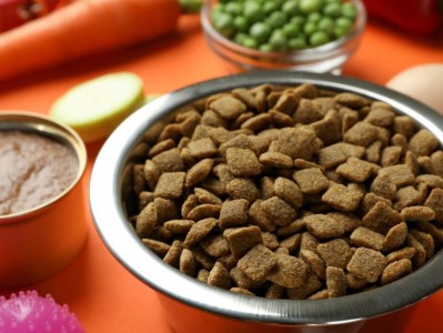 小比熊生病了，应该吃什么好？（小比熊的饮食调理与保健）