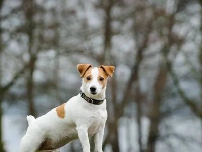 英国猎狐犬的饲养指南（让你的猎狐犬健康快乐成长）