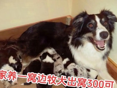 边境牧羊犬的定期饲养需知（定期喂养和保健的关键指南）