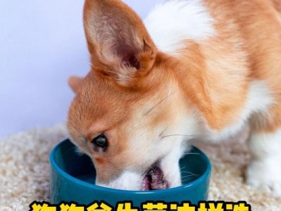 狗狗吃益生菌的好处及注意事项（让你的狗狗更健康，从益生菌开始）