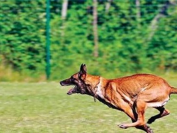 全球顶尖猎犬（探索世界顶级猎犬的嗅觉能力，发现它们的杰出之处）