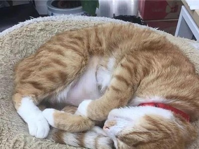 猫咪药物过敏的症状及治疗方法（猫咪药物过敏的时间、症状和预防措施）