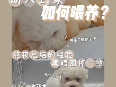 科学喂养比熊，让新手家庭成为贴心主人（新手家庭如何科学喂养比熊，打造幸福的家庭生活）