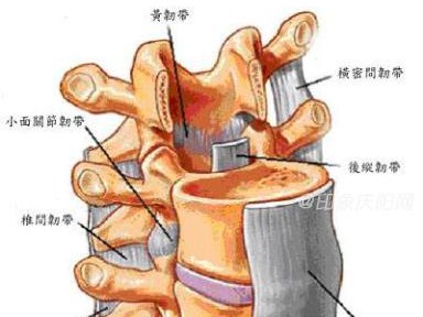 泰迪狗一条腿肌肉萎缩的原因及治疗方法探究（泰迪狗一条腿肌肉萎缩的症状、病因和治疗方法详解）