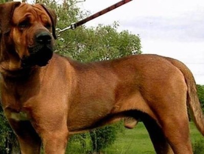 如何饲养巴西菲勒犬？（专业技巧分享，让你成为巴西菲勒犬的好主人。）