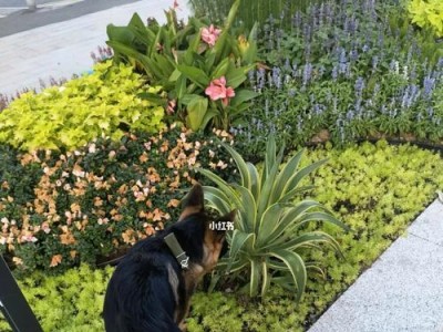 以德牧什么时候换牙？（了解德国牧羊犬换牙的时间表和注意事项）