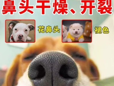 小狗鼻子为什么会褪色？（探寻小狗鼻子褪色的原因与解决方法）