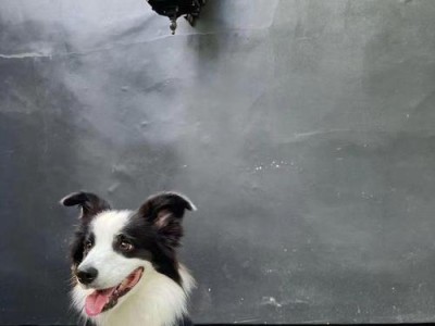 如何选择适合的边牧犬？（饲养边牧的小妙招，让你的生活更美好）