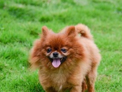 中国犬种中的世界上最小的11种狗（探寻中国犬只榜上最小的犬种，挖掘独特的小型犬儿魅力）