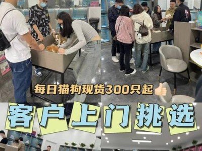 选择养金毛的性别，你需要考虑的因素（男孩还是女孩？如何选择合适的金毛宠物）