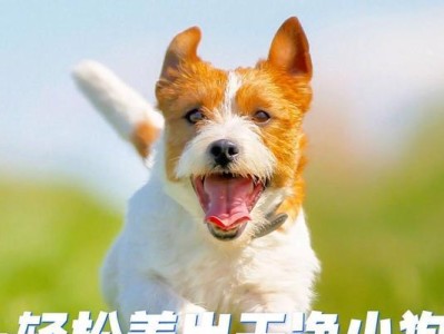 贵宾专属狗粮，告别泪痕之苦（选择合适的狗粮，让贵宾再也不为泪痕困扰）