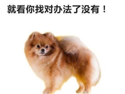 如何照顾生病的博美犬（关爱博美犬的小贴士）
