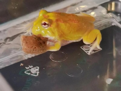 宠物蛙的乐趣与好处（探索养蛙的魅力，与宠物蛙共度美好时光）