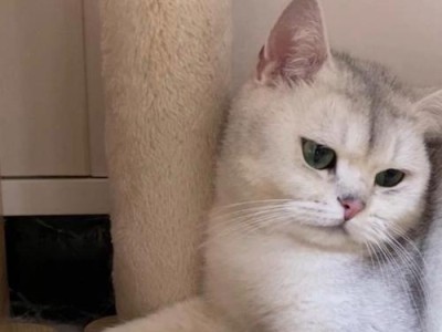 小猫脚骨折的自然康复时间（了解小猫骨折康复时间的关键因素）