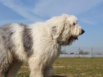 以牧羊犬不好吃什么药？（保护我们的忠实朋友）
