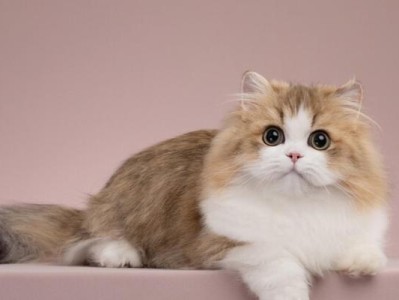 矮脚猫——宠物猫的新宠（了解矮脚猫的价格和选购指南）