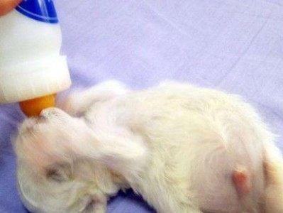 狗狗剖腹产的费用及相关症状一览（了解狗狗剖腹产手术费用及前兆症状，保护母狗和幼崽的健康。）