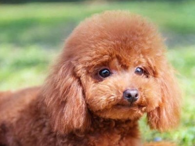 泰迪幼犬的多彩色世界（探索泰迪幼犬身上的奇妙颜色）