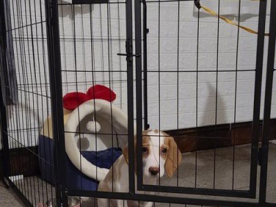 小比格犬的营养需求与营养膏选择（为你的小比格犬选择最佳营养膏）