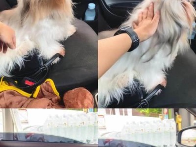哪些狗可以扮成狮子？（欣赏这些狗的狮子造型，它们的可爱与威严共存）