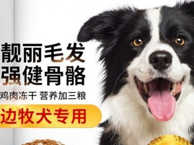 边牧2个月该如何科学饲养（健康成长的关键是科学饮食）