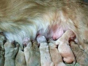 刚生完狗狗不能吃什么？（了解狗狗产后饮食禁忌，守护它们的健康）